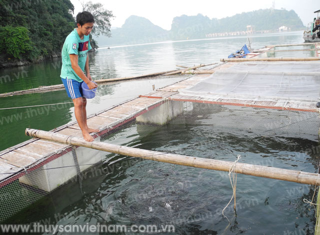 Hòa Bình: Xã Vầy Nưa, huyện Đà Bắc bước đầu nuôi cá lồng hiệu quả