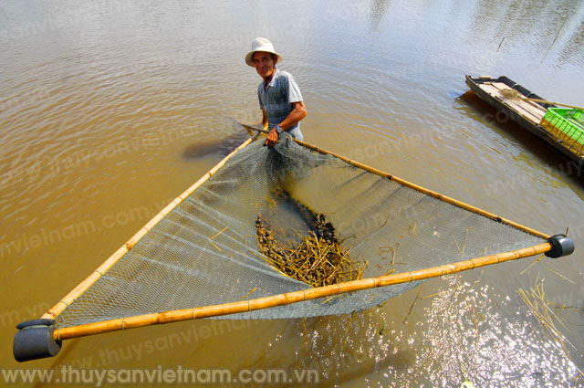 Cộng đồng chung tay bảo vệ nguồn lợi thủy sản