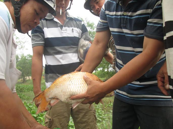 Tây Ninh: Cá chết bất thường tại khu vực cầu Bến Dầu