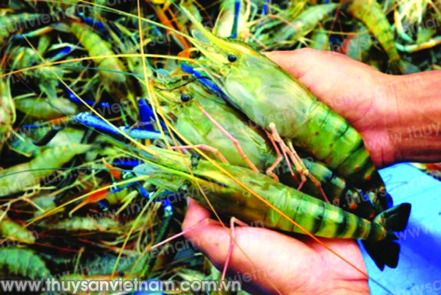 Hạn chế “tôm càng xào”