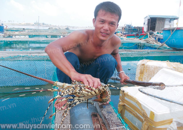 Tỷ phú tôm hùm đảo Lý Sơn