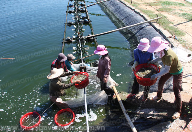 Quảng Bình: Nhận tiền hỗ trợ thúc đẩy chuỗi giá trị nuôi tôm