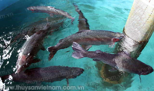 Lai Châu: Quy hoạch phát triển cá nước lạnh