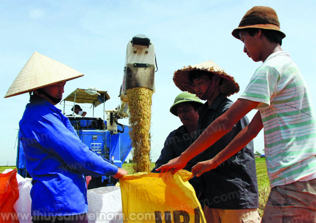 Đồng Hới (Quảng Bình): Xã Quang Phú về đích sớm