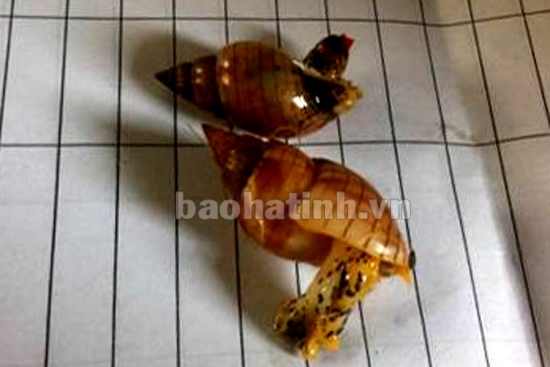 Đã xác định được độc tố trong ốc biển làm 3 ngư dân tử vong