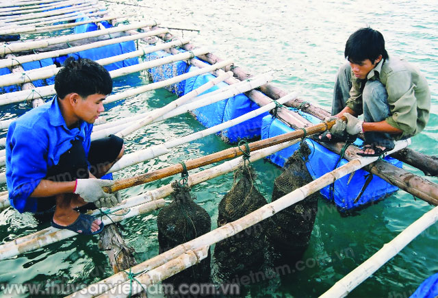 Nuôi hàu Gia Luận