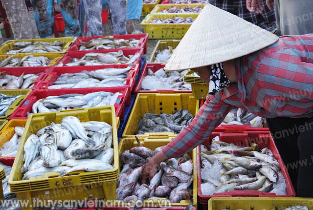Ninh Thuận: Ngư dân trúng vụ khai thác đầu năm