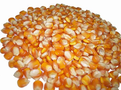 Cần nhà cung cấp ngô hạt