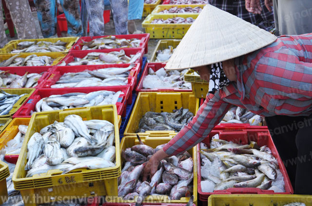 Quảng Nam: Xã Tam Giang nhiều tàu khai thác đạt doanh thu trên 10 tỷ
