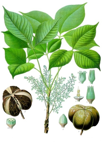 Cần nhà cung cấp cao su thành phẩm