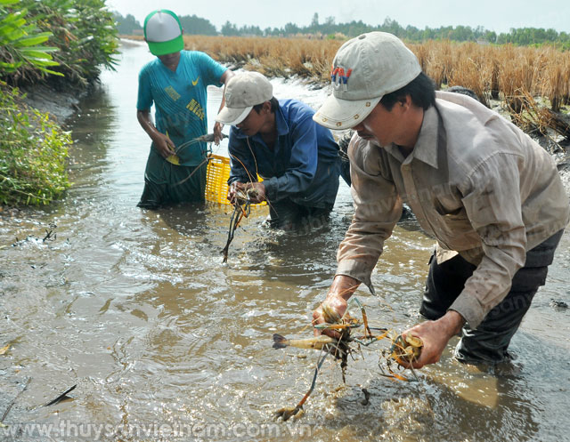 Giải pháp cho mô hình nông nghiệp thông minh