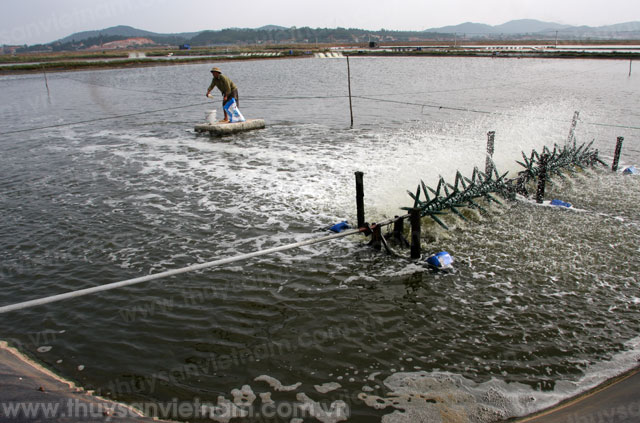 Quảng Ninh: 379 ha tôm nuôi bị chết tại TP Móng Cái