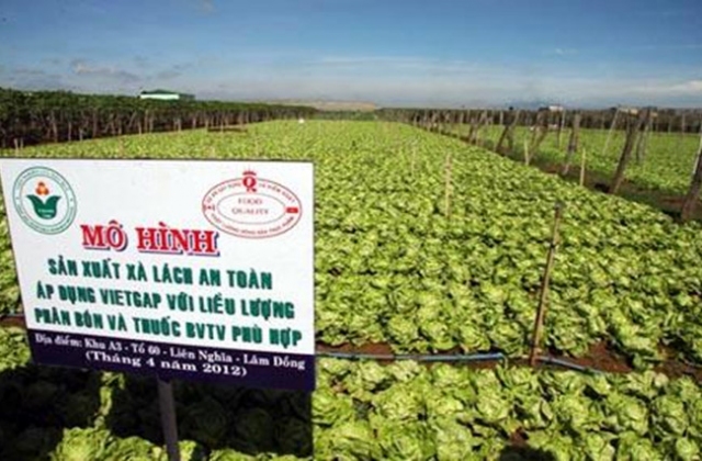 VietGAP và câu chuyện “thừa giấy vẽ voi”