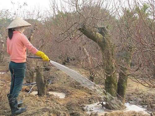 Không chỉ sợ ế hàng do sức mua giảm, nông dân Hà Nội còn lo một vụ mùa thất bát khi sương muối đang gây hại vào lúc đào trổ bông và làm quất rụng lá, rũ cành