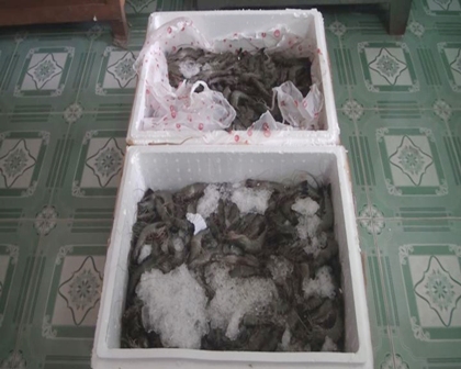 Đồng Tháp: Tiêu hủy 70 kg tôm “ngậm” hóa chất