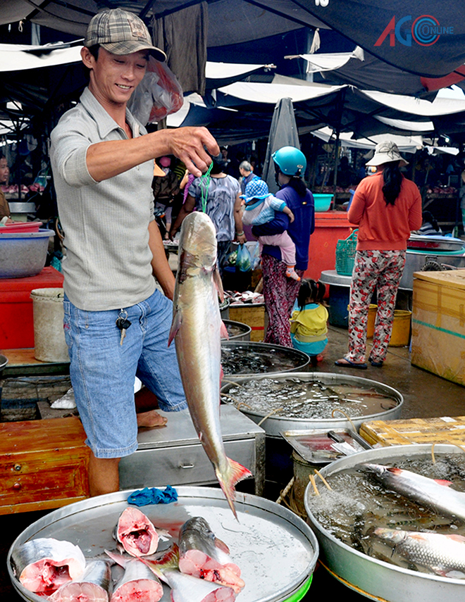An Giang: Cá bông lau đầu mùa 280.000 đồng/kg