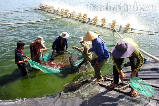 Hà Tĩnh: Chuyện những người nuôi tôm