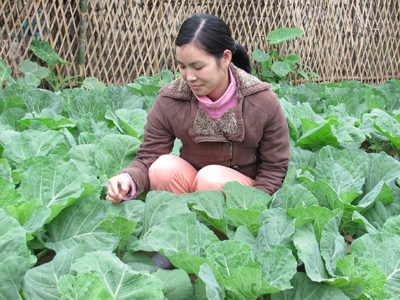 Lạng Sơn: SX rau an toàn phục vụ Tết