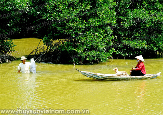 Hội Thủy sản Trà Vinh: Tiếp tục triển khai dự án nuôi tôm kết hợp trồng rừng tại Duyên Hải