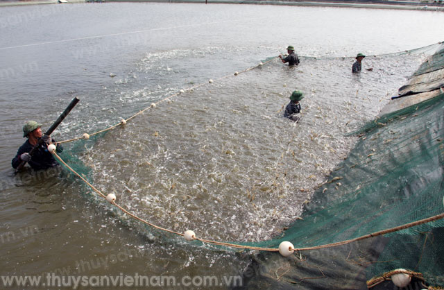 Quảng Ninh: Nên thu hoạch tôm sớm tại TP Móng Cái