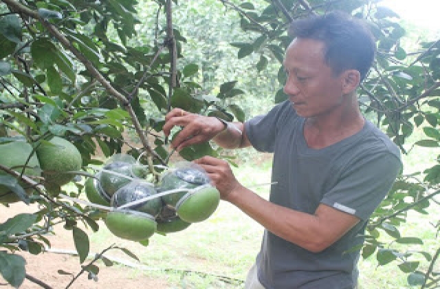 Trồng bưởi hồ lô ở Đồng Nai
