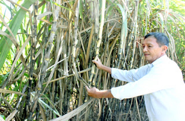 Kỳ vọng vụ mía 'ngọt'