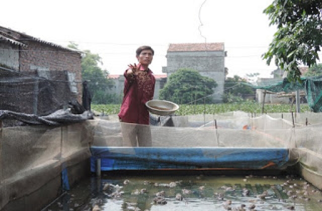 Bỏ làm công chức về quê nuôi ếch