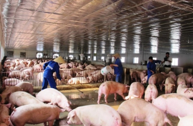Lợn hơi ồ ạt xuất ngoại: Rủi ro với người chăn nuôi