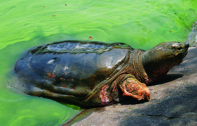 Hà Nội: Tăng cường bảo vệ khu bảo tồn loài và sinh vật cảnh hồ Hoàn Kiếm