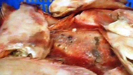 Chặn bắt xe tải chở cá thối để chế biến suất ăn cho học sinh