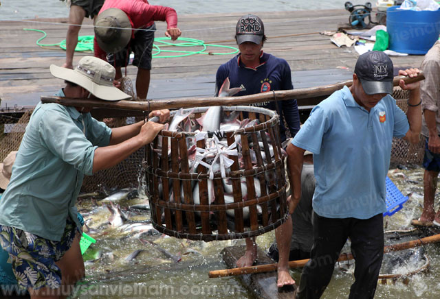 Tổng sản lượng thủy sản tháng 5 đạt 608 nghìn tấn