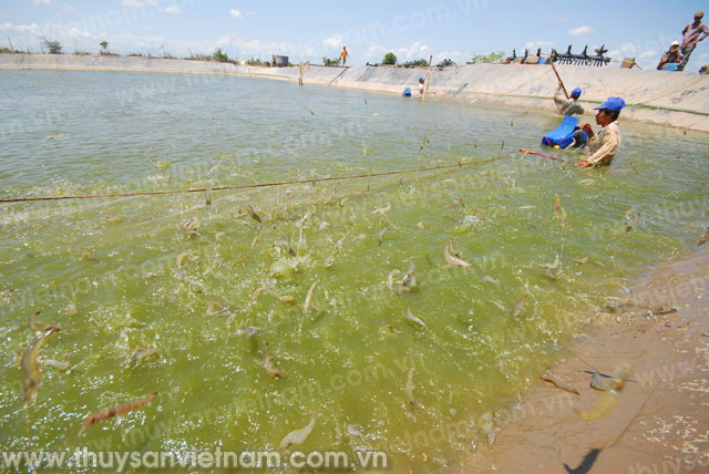 Cà Mau: Thả 1,1 triệu con giống vào vùng dự án nuôi tôm sinh thái