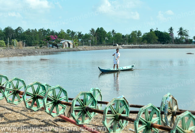 Tôm mất giá, dân mất lãi
