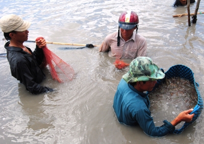 Cà Mau: Diện tích nuôi tôm công nghiệp tăng nhanh