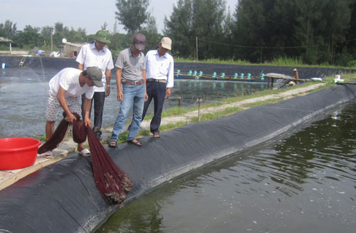 Xã Hoằng Phụ (Thanh Hóa): Khai thác thế mạnh vùng triều, nuôi thủy sản theo hướng hiệu quả, bền vững