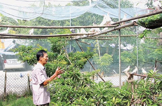 Làm giàu từ nuôi chim bồ câu