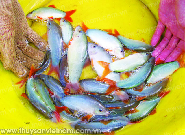 Cá heo xanh đuôi đỏ