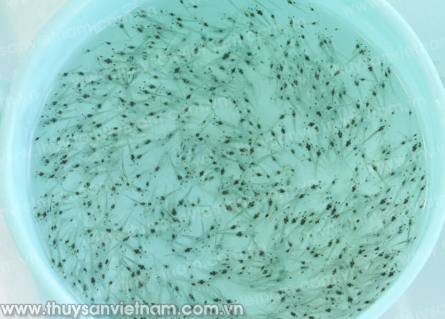 Ninh Thuận: Triển khai kế hoạch nuôi tôm nước lợ năm 2015