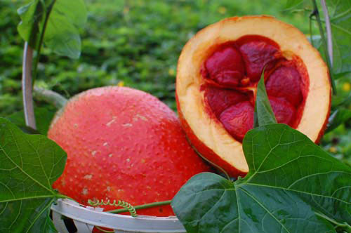 Kỹ thuật trồng gấc - chăm sóc, thu hái và bảo quản