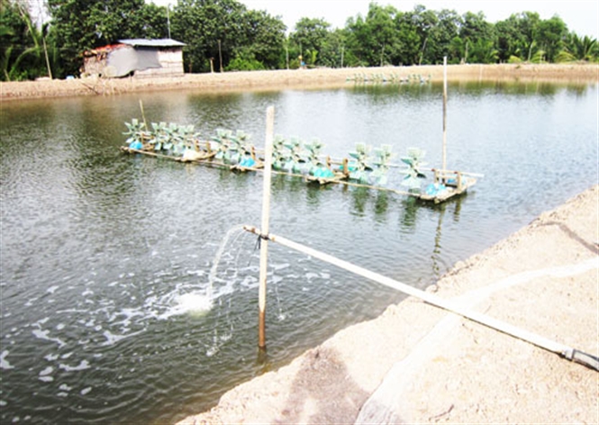 Hệ lụy nuôi tôm 