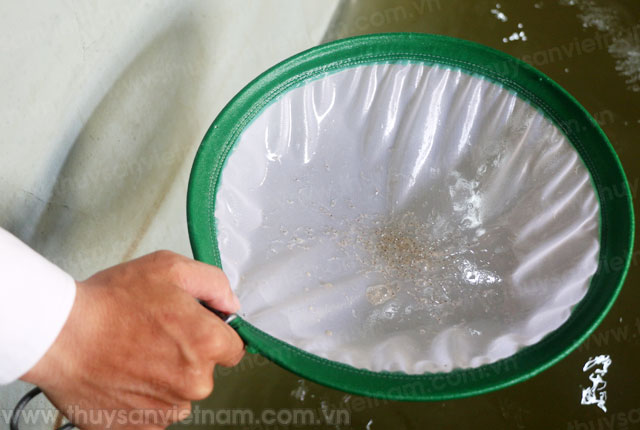 Cẩn trọng tôm giống giá rẻ