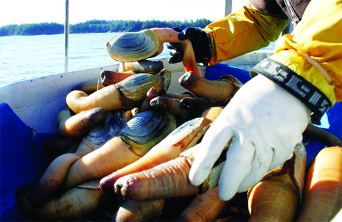 Hồng Kông: Nới lỏng lệnh cấm nhập khẩu ốc vòi voi Canada