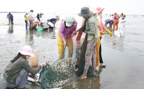 Bến Tre: Khắc phục thiệt hại do nghêu chết