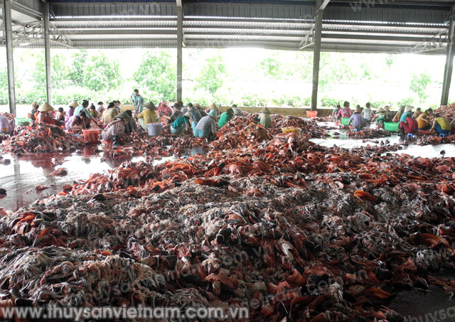 Hậu Giang: Hạn chế ô nhiễm môi trường trong chế biến