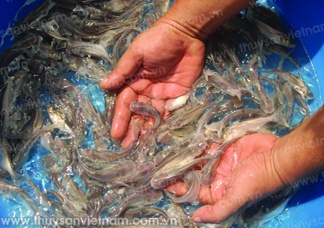 Nông dân ương cá tra giống lỗ nặng