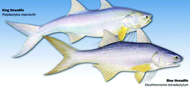 Cá nhụ bốn râu