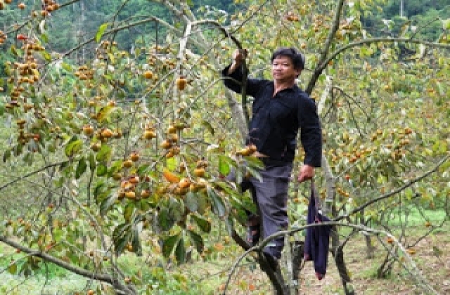 Xóa nghèo từ cây hồng không hạt