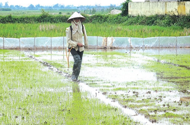 Thời cơ sản xuất giống..