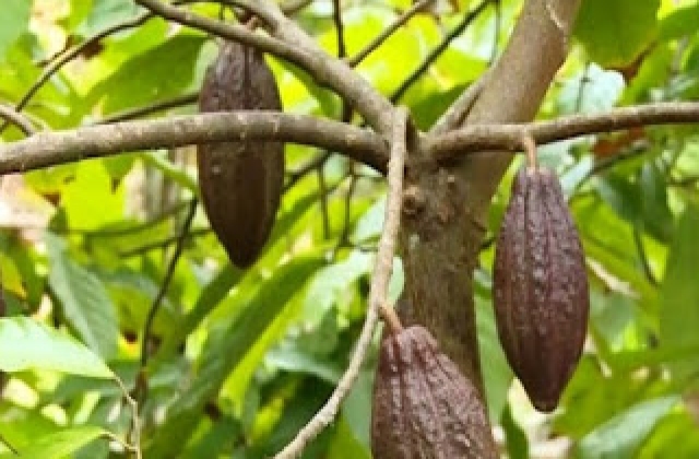 Bến Tre: Giá giảm, người dân chặt bỏ cây ca cao
