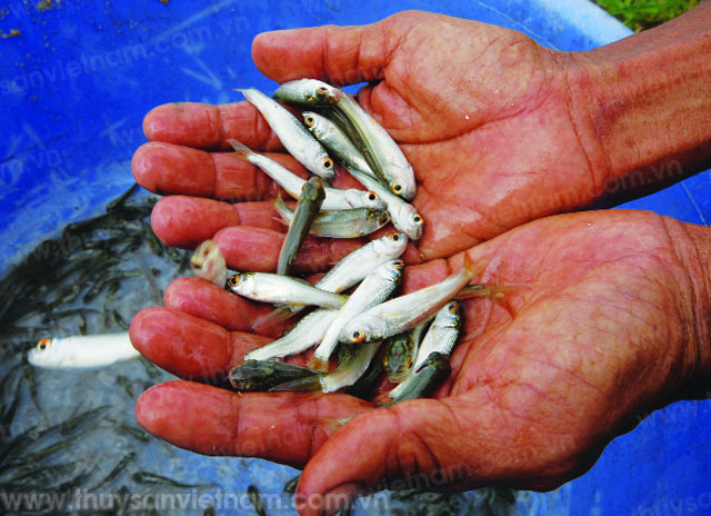 Sinh sản nhân tạo cá linh ống